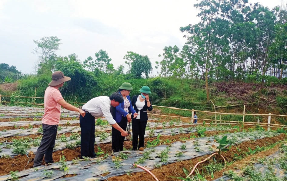 Cán bộ khuyến nông xã Quảng Nhâm (huyện A Lưới- Thừa Thiên Huế) hướng dẫn đồng bào DTTS trồng và chăm sóc cây sâm Bố Chính