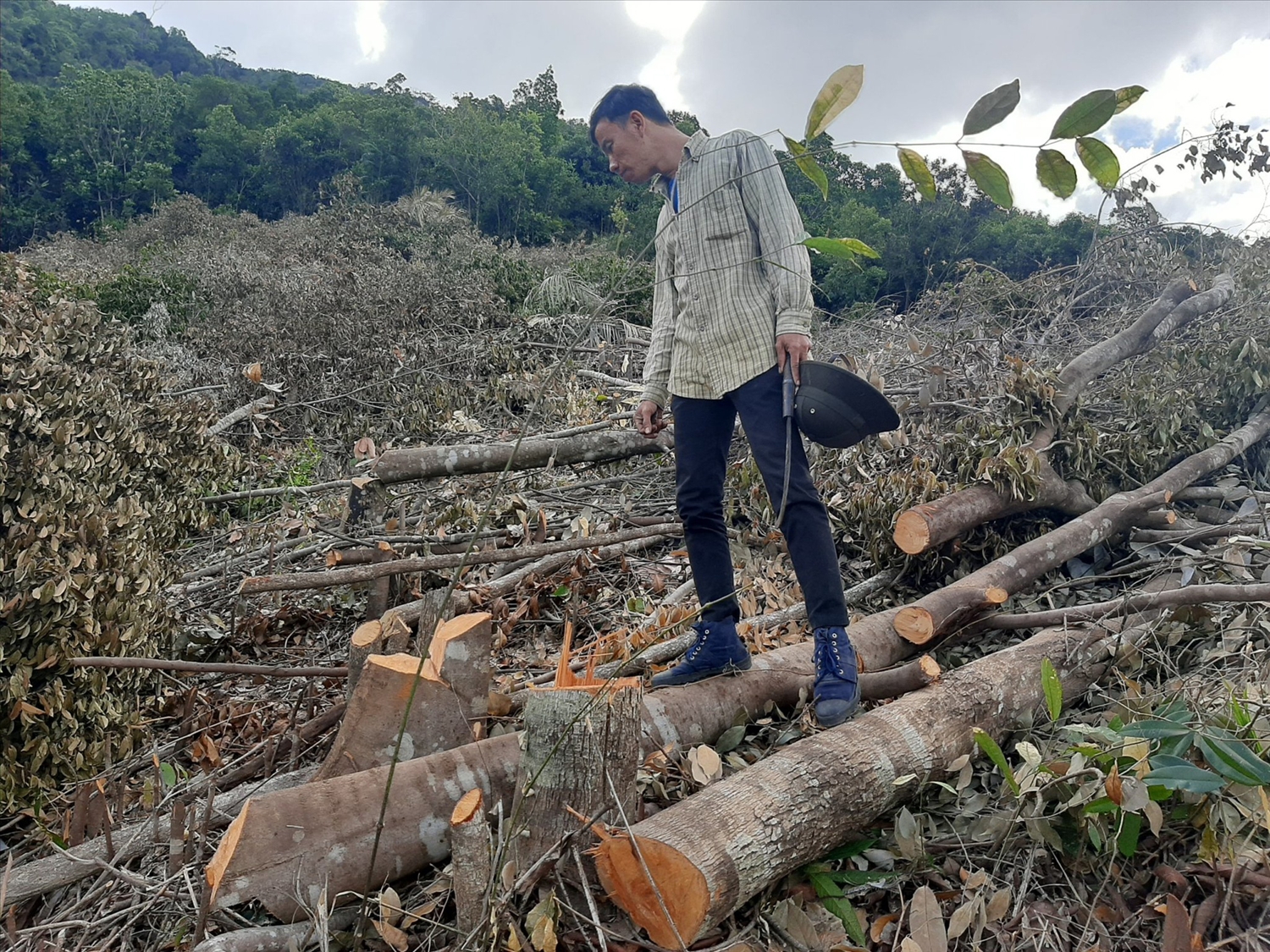 Một vụ phá rừng gần đây ở Khánh Hòa được các cơ quan chức năng phát hiện