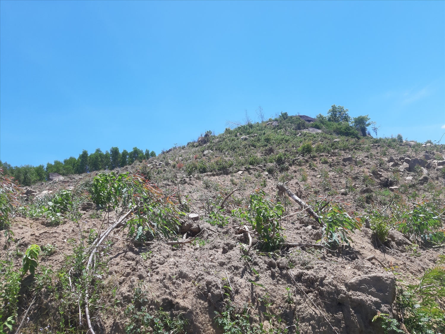 Nhiều diện tích rừng ở Khánh Hòa bị người dân cạo trọc để lấy đất sản xuất