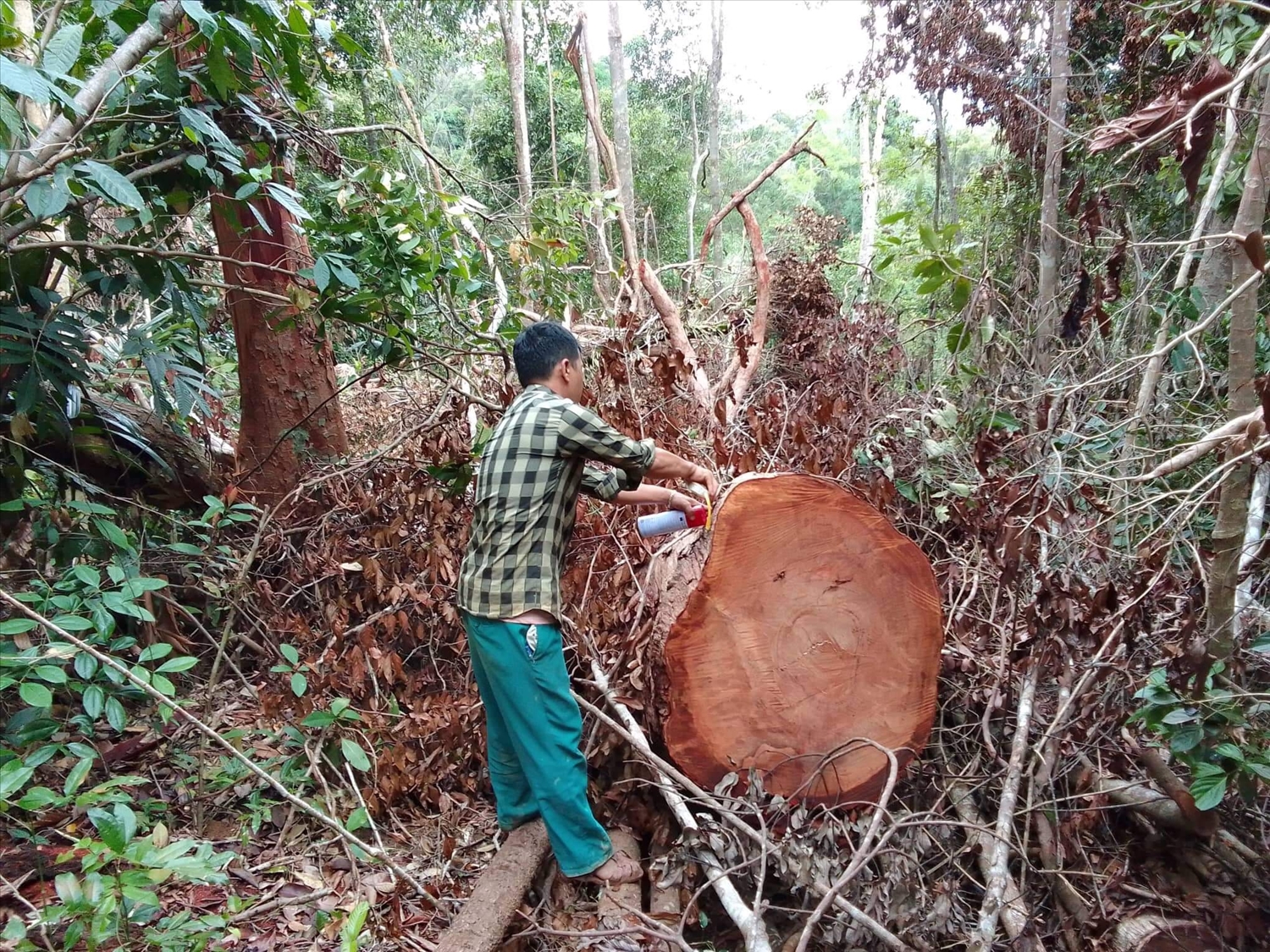 Một vụ phá rừng thuộc diện tích quản lý của Công ty TNHH Một thành viên Lâm sản Khánh Hòa