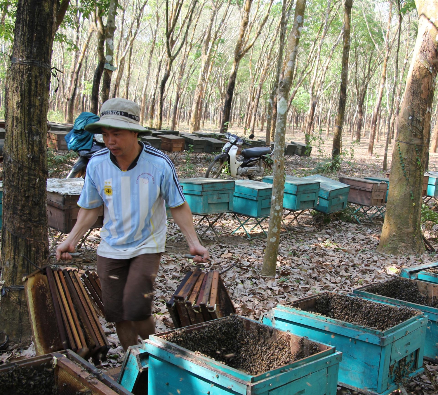 Một trang trại ong tại xã Ea Tul, huyện Cư M'gar, tỉnh Đắk Lắk (Ảnh BGL)
