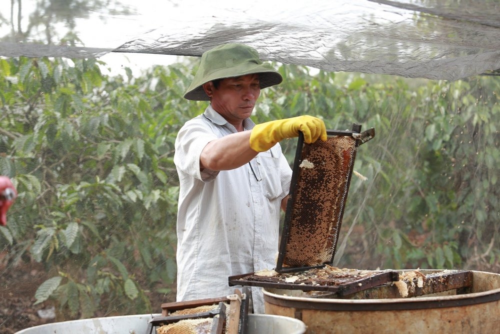 Người nuôi ong ở Đắk Lắk thu hoạch mật ong (Ảnh tsttourist)