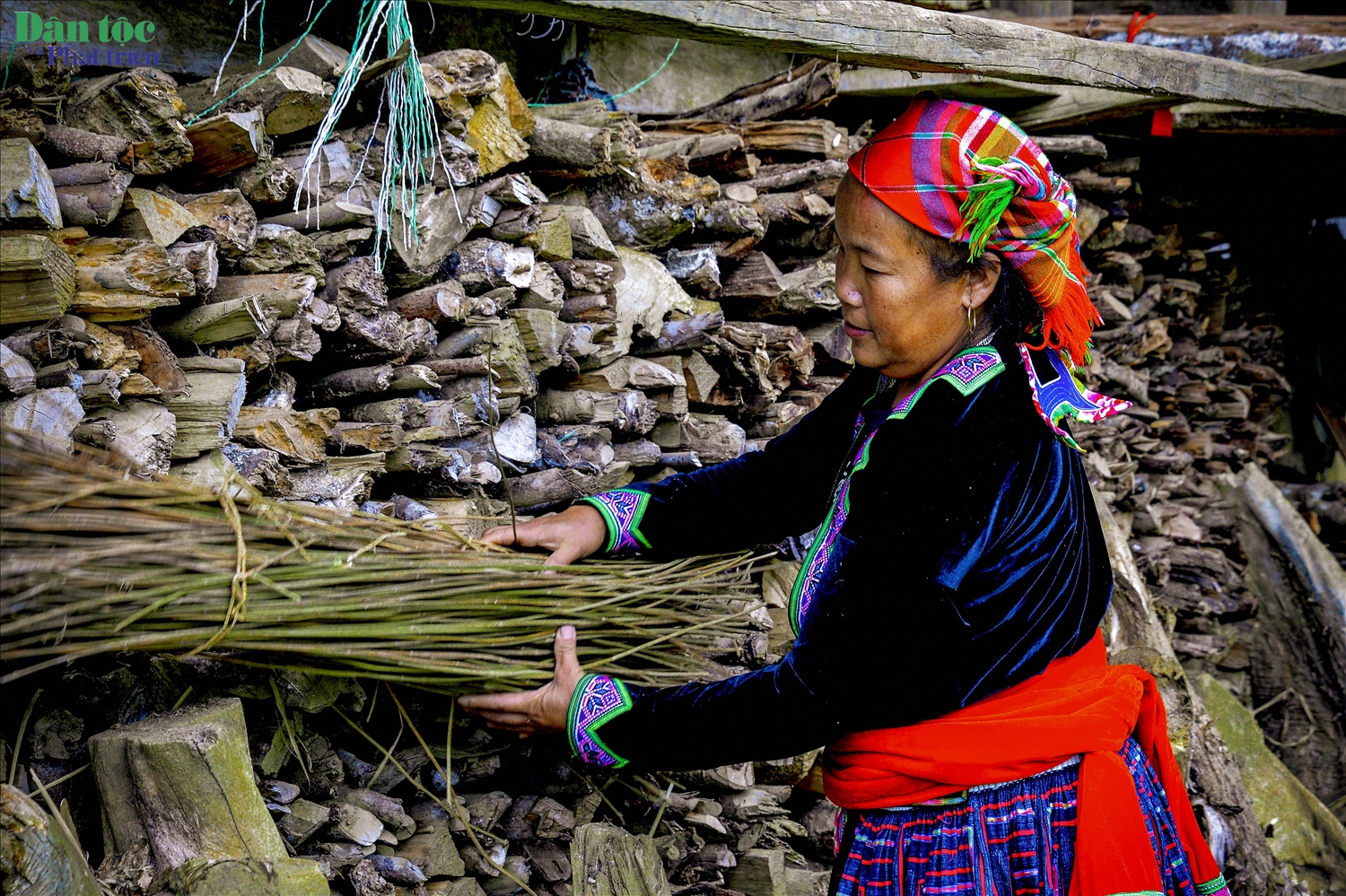 Để tạo nên những tấm thổ cẩm, việc đầu tiên phụ nữ Mông phải làm là thu hoạch cây lanh trên rừng về, rồi phơi khô