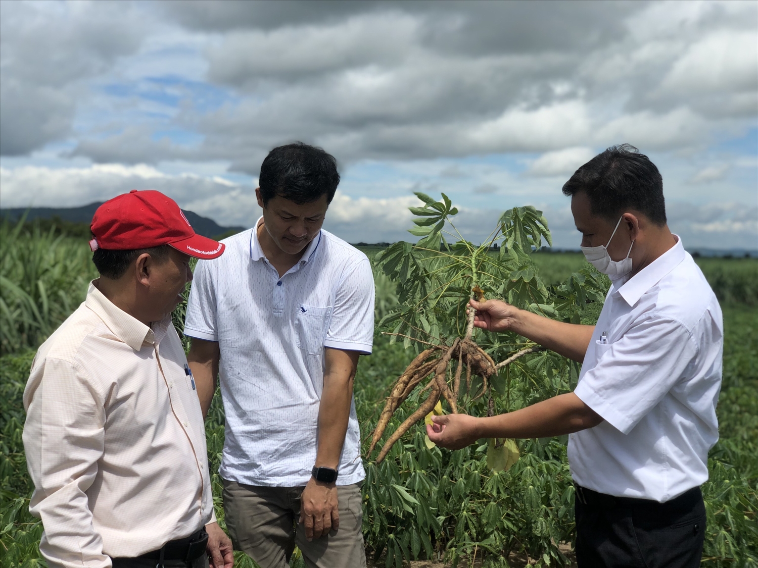 Ngành nông nghiệp huyện Phú Thiện đang tiến hành kiểm tra chất lượng giống sắn
