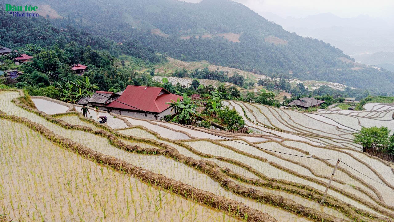 Với người dân tộc Dao ở miền núi cùng với chè Shan tuyết, thảo quả tạo ra thu nhập để mua sắm trang trải cuộc sống thì lúa là lương thực chính mang đến sự no đủ, cho nên dù mệt mỏi cho gia đình