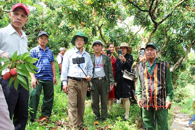 Đoàn đại biểu Người uy tín trong đồng bào DTTS tỉnh Kon Tum học tập mô hình trồng vải thiều tại huyện Lục Ngạn, tỉnh Bắc Giang