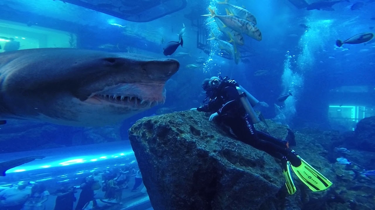 Du khách chiêm ngưỡng cá mập tại Thủy cung Quốc gia Abu Dhabi 