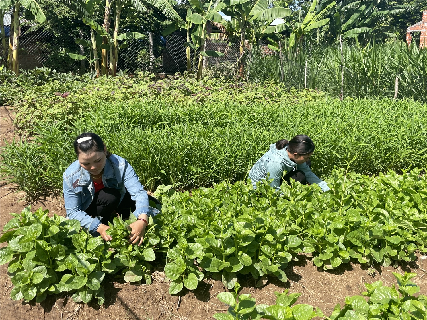 Từ phương thức trồng rau truyền thống sau khi tham gia khóa học Chị Đinh Thị Rim (bên trái) đã biết cách trồng rau theo đúng quy trình