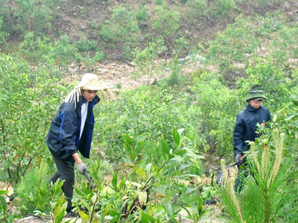 Nhiều hộ dân ở miền núi vay vốn Ngân hàng Chính sách xã hội để đầu tư trồng rừng man lại hiệu quả kinh tế cao 