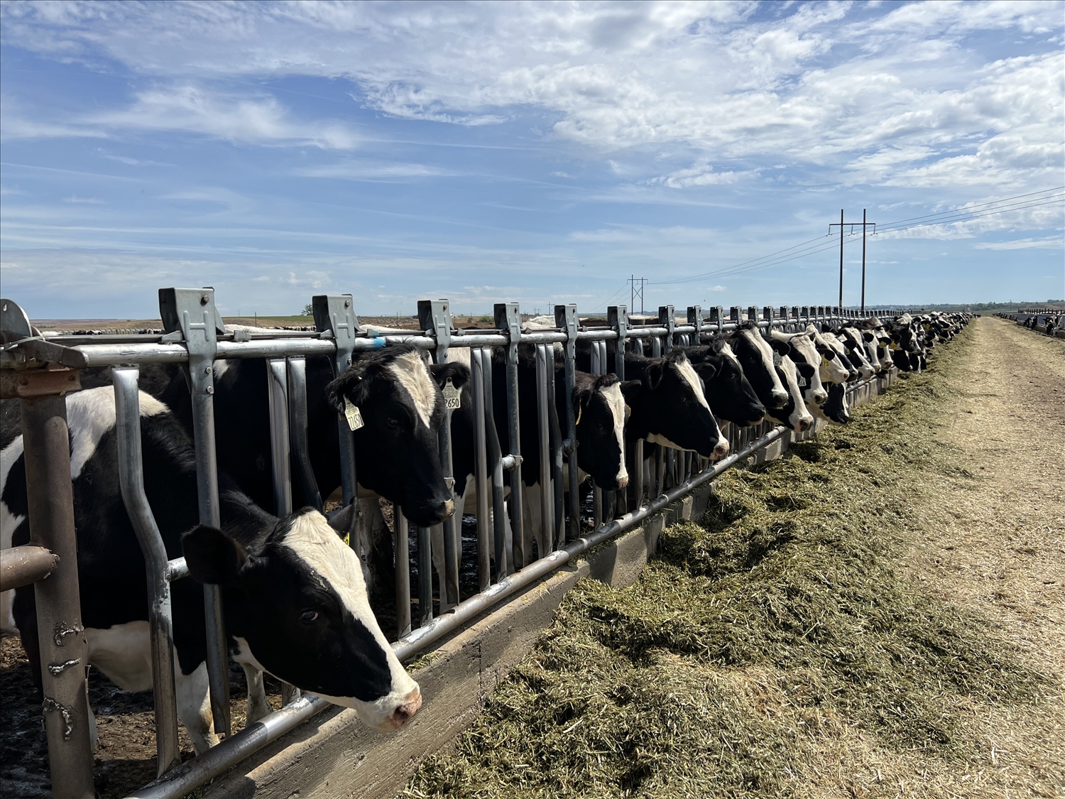 1000 bò sữa nhập khẩu được tuyển chọn trực tiếp từ đàn bò tại Mỹ