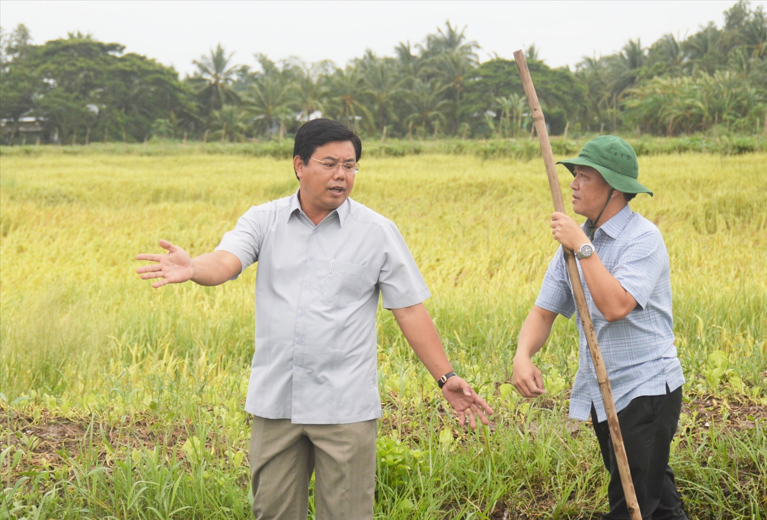 Bí thư Tỉnh ủy Cà Mau Nguyễn Tiến Hải (người bìa trái) kiểm tra mức độ thiệt hại của cánh đồng lúa tại huyện Trần Văn Thời 