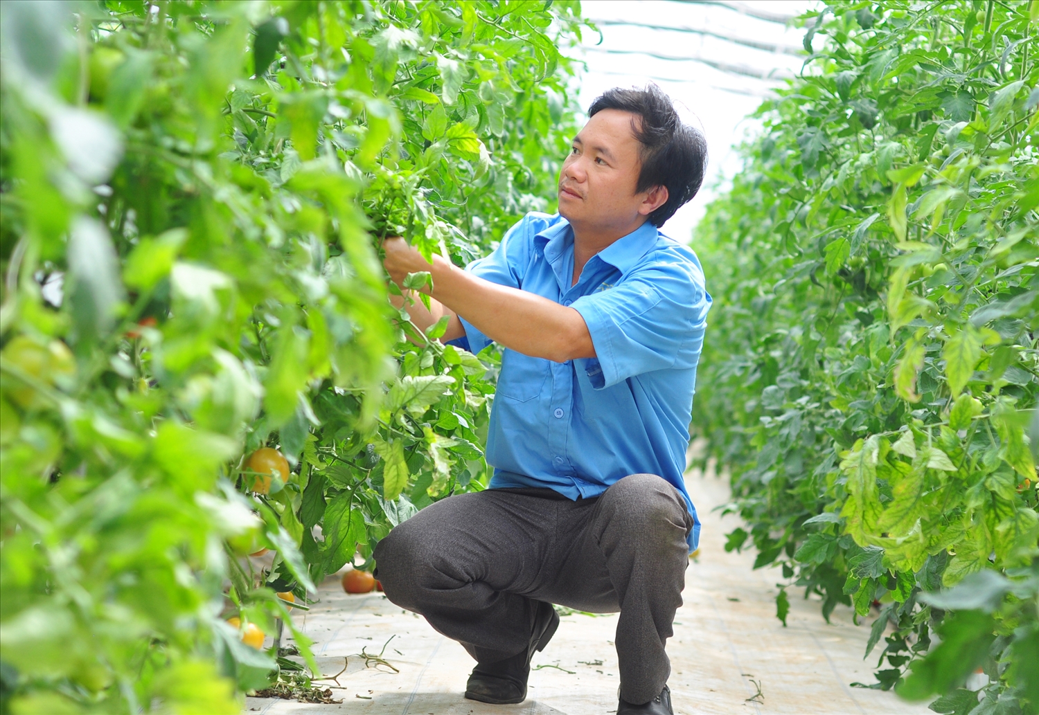 Người dân Lâm Đồng sản xuất nông nghiệp công nghệ cao