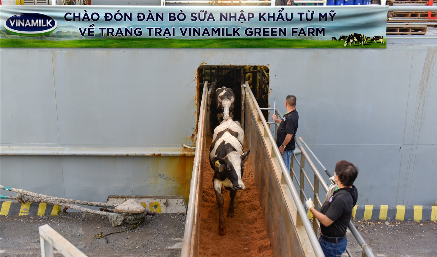 Liên tục trong 2 ngày 6 và 7/7, đàn bò tơ và bò mang thai nhập khẩu từ Mỹ đã cập cảng Nghi Sơn và Dung Quất để về mái nhà mới là các trang trại Vinamilk Green Farm tại Thanh Hóa và Quảng Ngãi