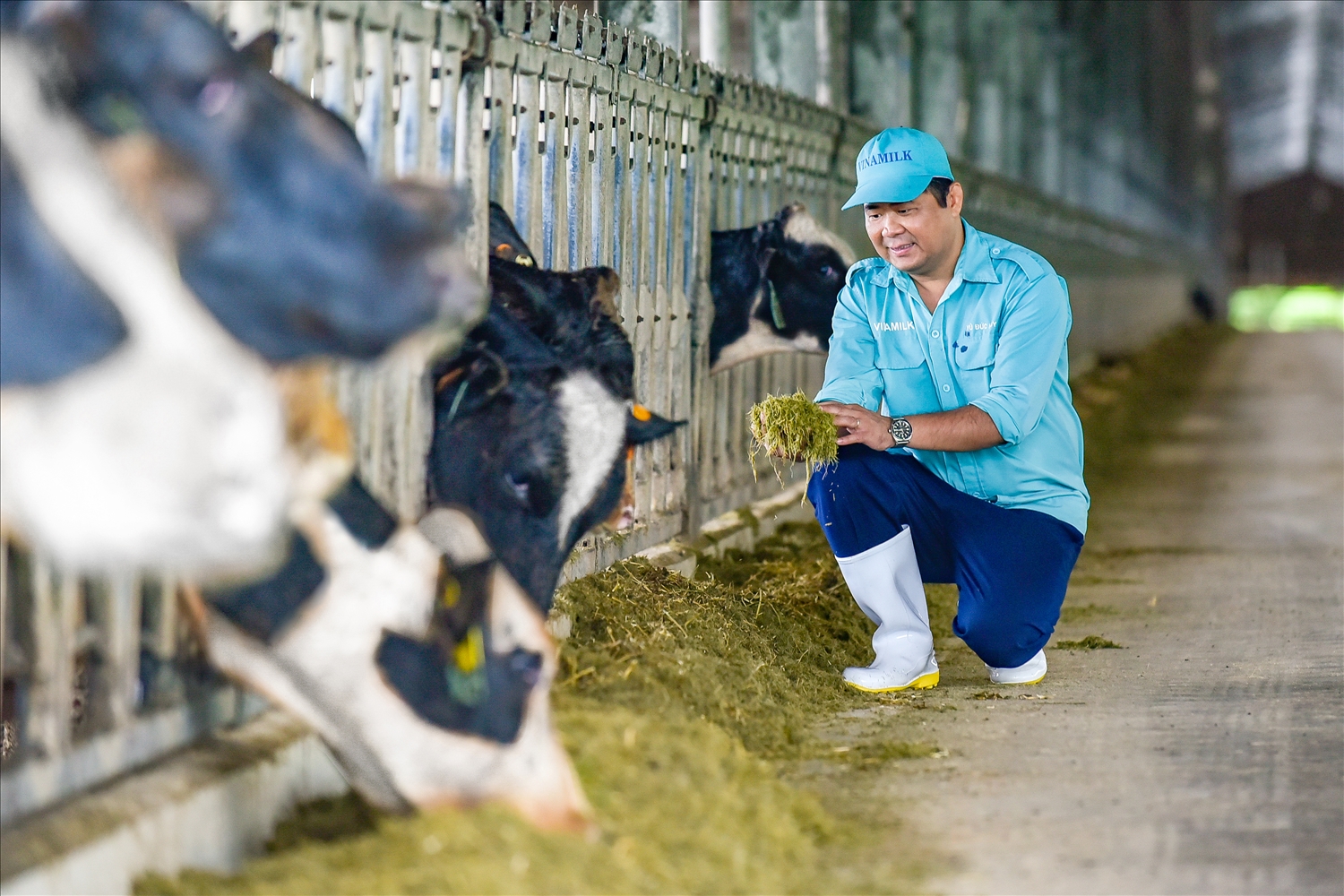 Sau khi về trang trại và được chăm sóc theo chế độ “tân đáo”, sức khỏe đàn bò đã ổn định và thích nghi với khí hậu tại Việt Nam