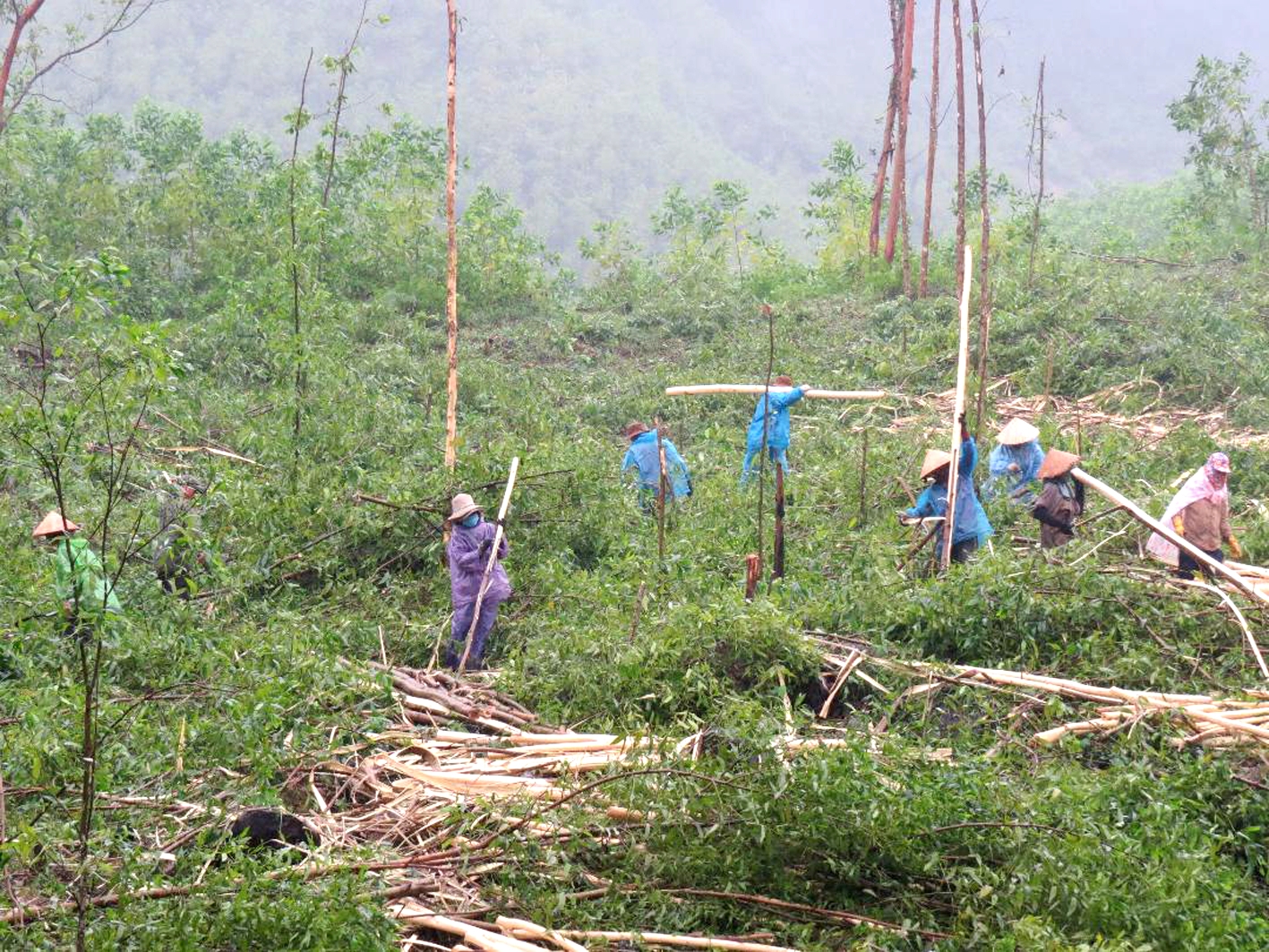 Người dân miền núi Quảng Ngãi đang khai thác keo non để bán
