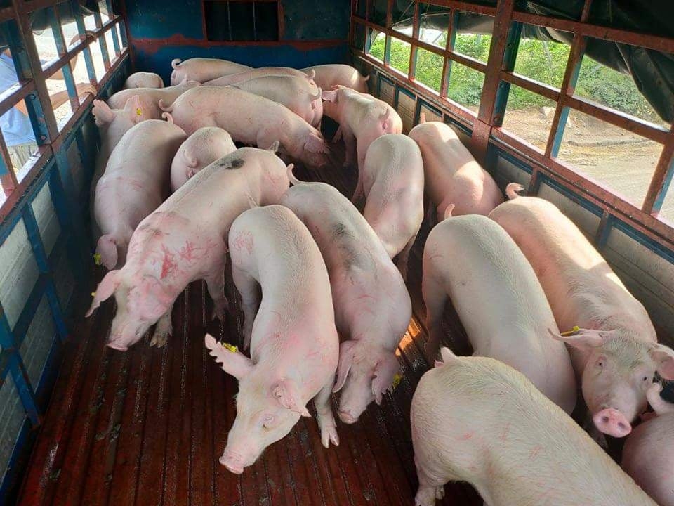 Giá lợn hơi hôm nay giao dịch phổ biến quanh mốc 63.000 - 69.000 đồng/kg