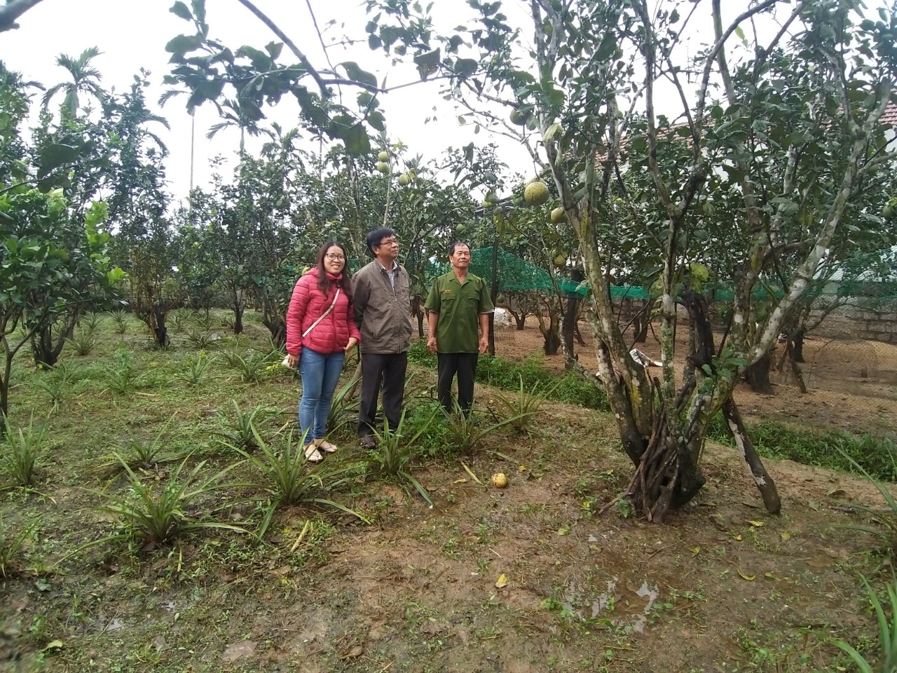 Đồng bào DTTS huyện Sông Hinh đã biết áp dụng KHKT trồng cây ăn quả cho thu nhập ổn định