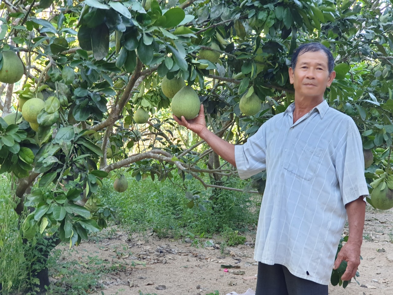 Nhiều hộ gia đình đồng bào DTTS đã biết áp dụng KHKT trồng cây ăn quả cho thu nhập ổn định