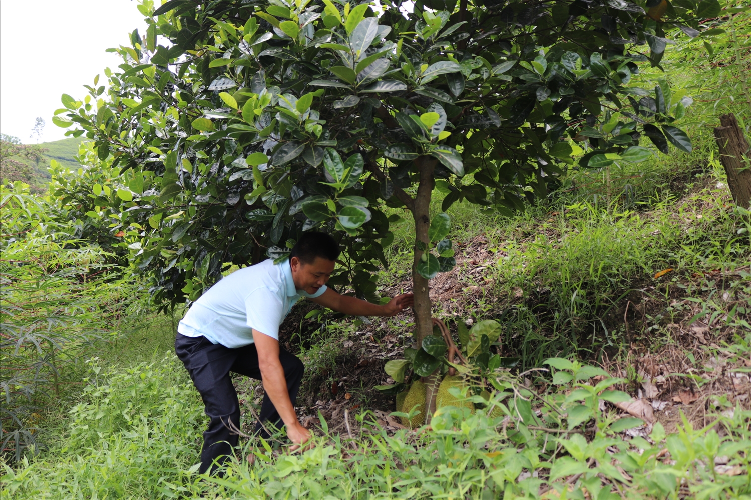 Bí thư thôn Ma Seo Lằng làm cỏ cho những gốc trái mít Thái năm đầu ra quả