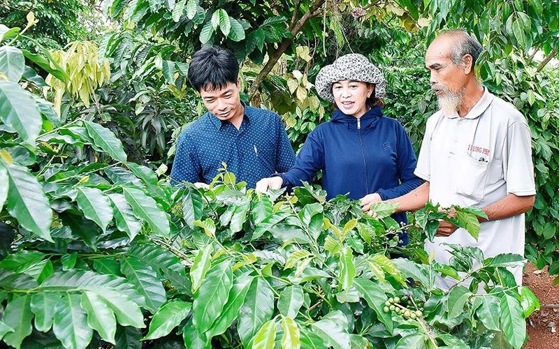 Ông Yơp (bên phải), Trưởng ban Công tác mặt trận làng Đê Hrel, thị trấn Kon Dơng (huyện Mang Yang, tỉnh Gia Lai) vận động dân làng chuyển đổi cây trồng, nâng cao thu nhập