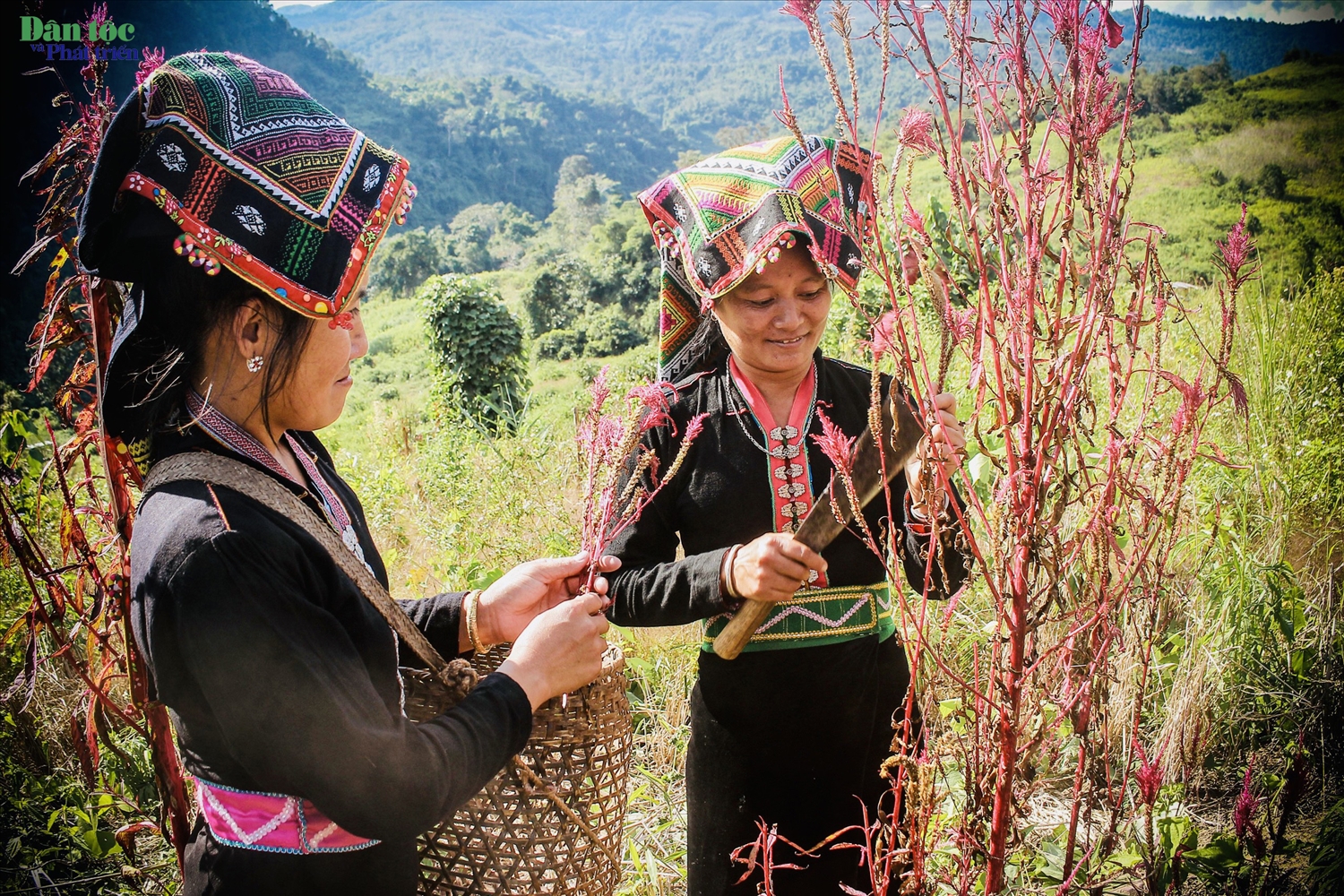 Đồng bào Cống lấy hoa mào gà chọn làm biểu tượng cho lễ hội “Mìn Loóng” - một lễ hội đặc sắc về tín ngưỡng trong sản xuất nông nghiệp