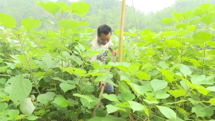 Lang Chánh chuyển đổi một số diện tích đất sản xuất nông nghiệp kém hiệu quả sang trồng cây gai xanh nguyên liệu