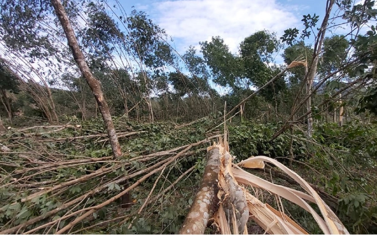 Vườn cao su của người dân xã Bình Khương bị cơn bão năm 2009 quật gãy đổ tan hoang
