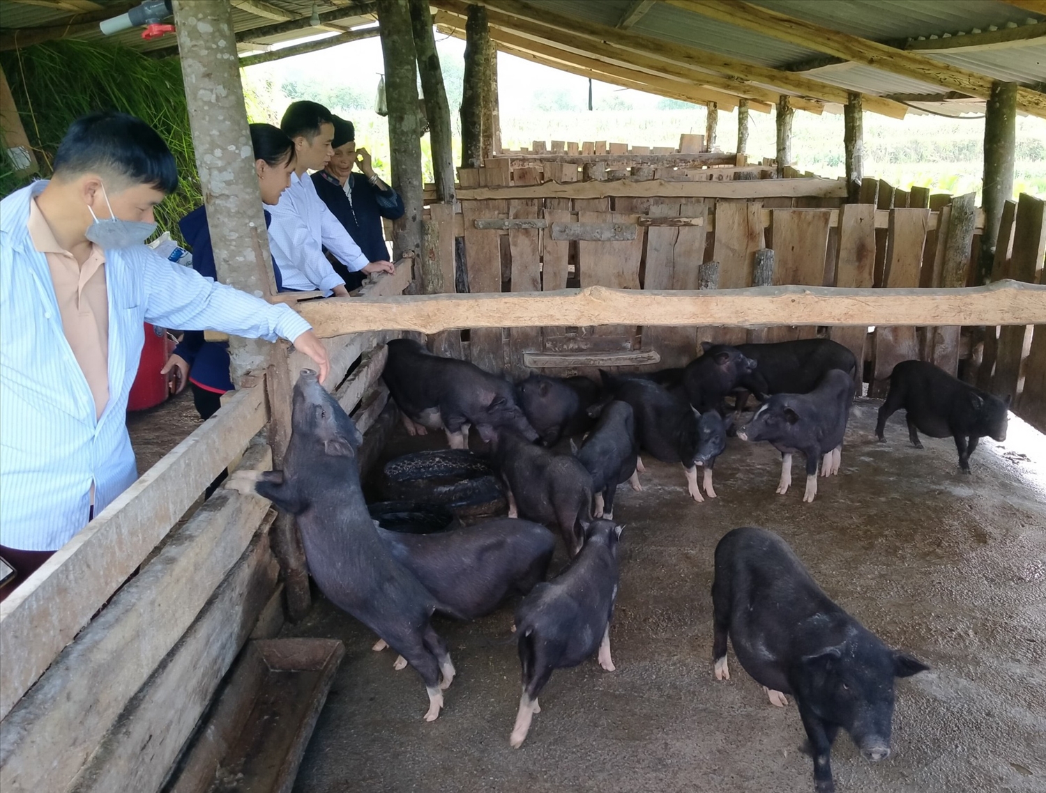Giá thịt lợn đen (hơi) trên địa bàn Hà Giang tại thời điểm tháng 6/2022 là 63 nghìn đồng/kg, tăng 5,26% so với tháng 5/2022. (Ảnh minh họa)