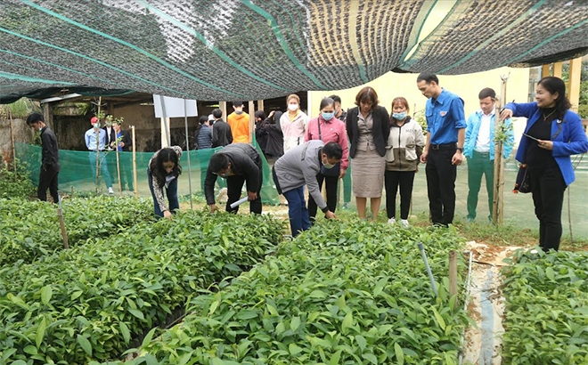 Đoàn viên thanh niên thăm mô hình vườn ươm quế giống tại xã Tân Đồng, huyện Trấn Yên