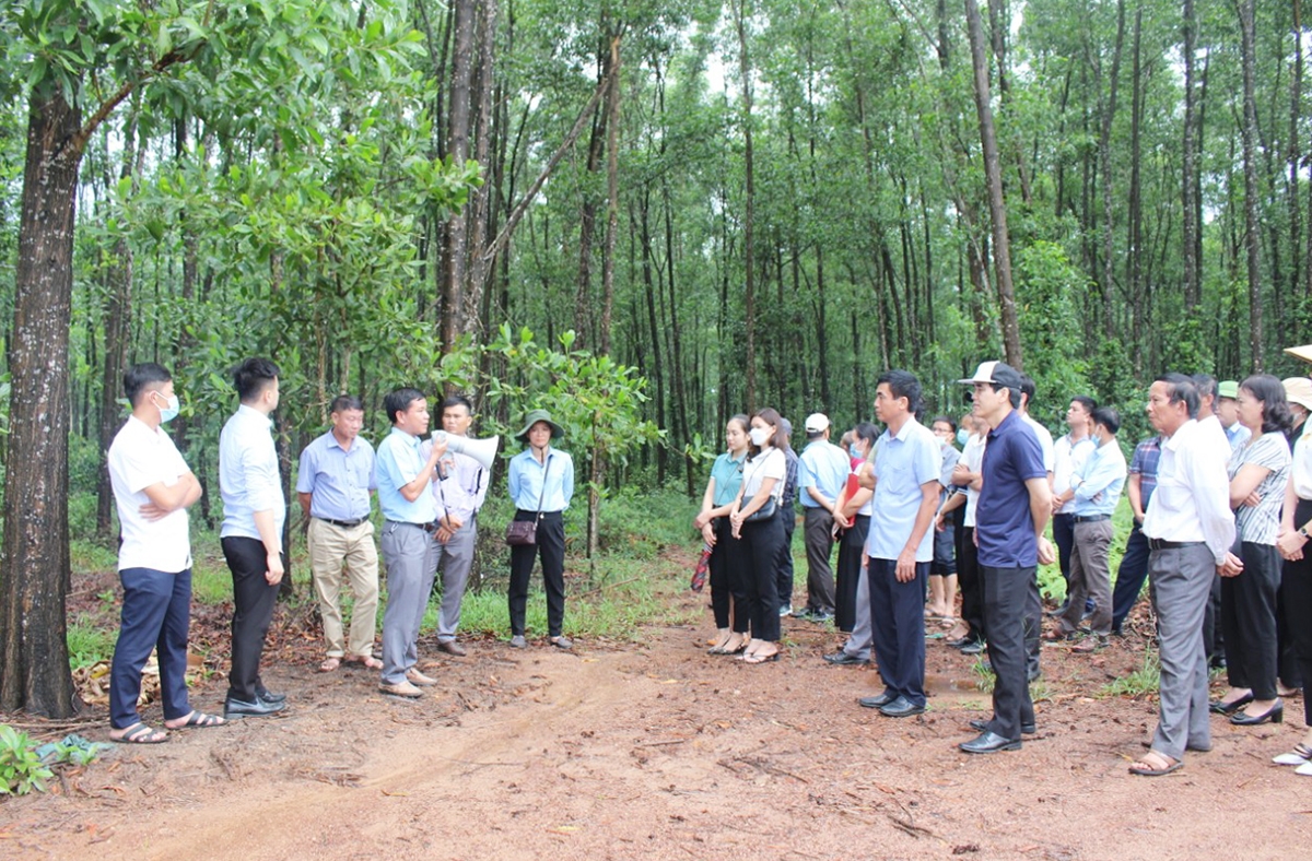Trước khi Diễn đàn diễn ra, các đại biểu đã đi tham quan mô hình rừng FSC tại xã Hải Phú, huyện Hải Lăng, tỉnh Quảng Trị