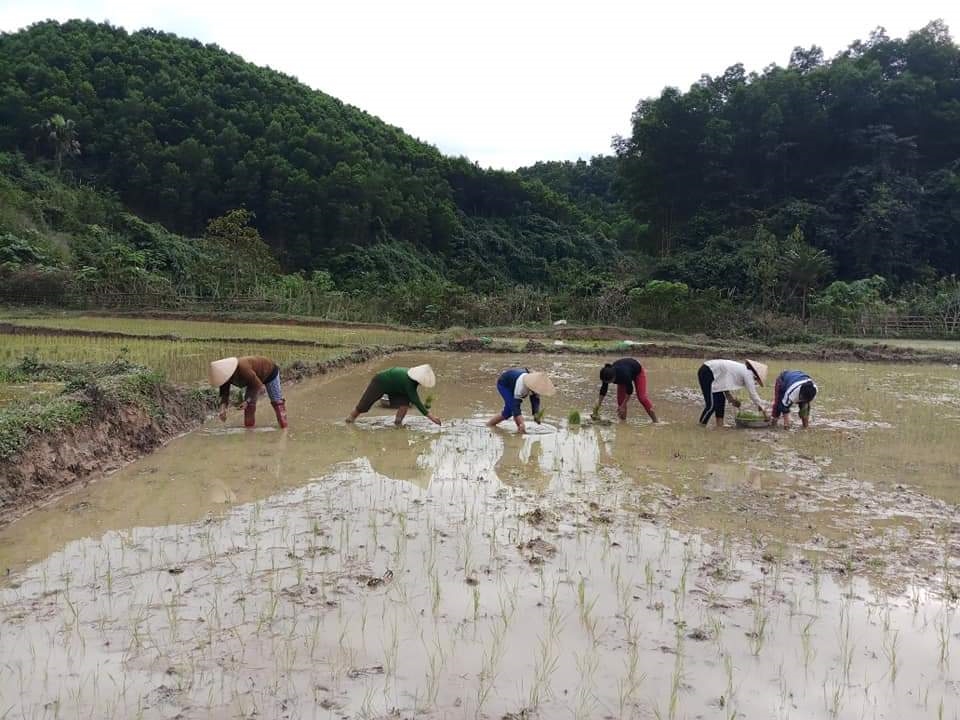 Người Đan Lai ở bản Bá Hạ đã biết trồng lúa nước