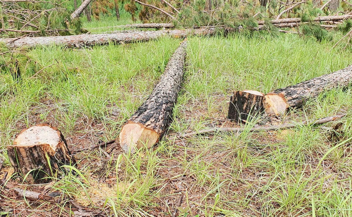 Nhiều cây thông bị triệt hạ nằm ngổn ngang tại rừng