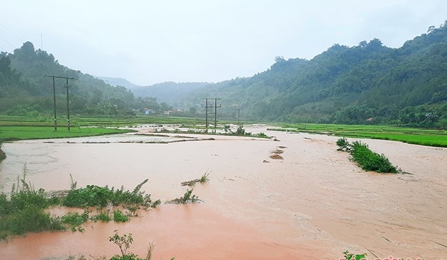 Mưa lớn gây ngập ủng diện tích lúa của xã Lóng Sập, huyện Mộc Châu.