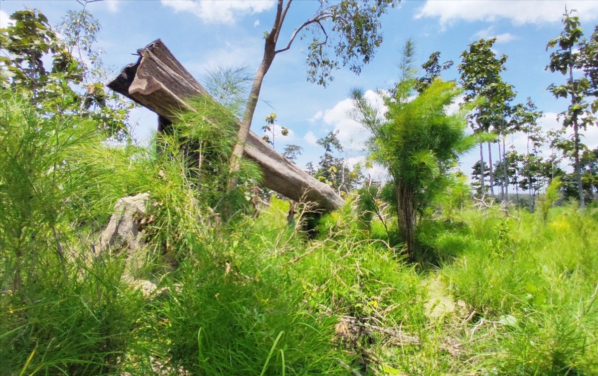 UBND tỉnh Gia Lai yêu cầu lực lượng chức năng xác minh đối tượng vi phạm để xử lý nghiêm các vụ chặt phá cây rừng ở huyện Chư Prông