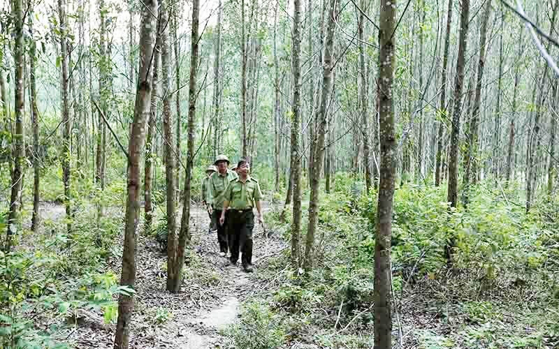 Kiểm lâm tỉnh Bình Định kiểm tra công tác bảo vệ rừng phòng hộ