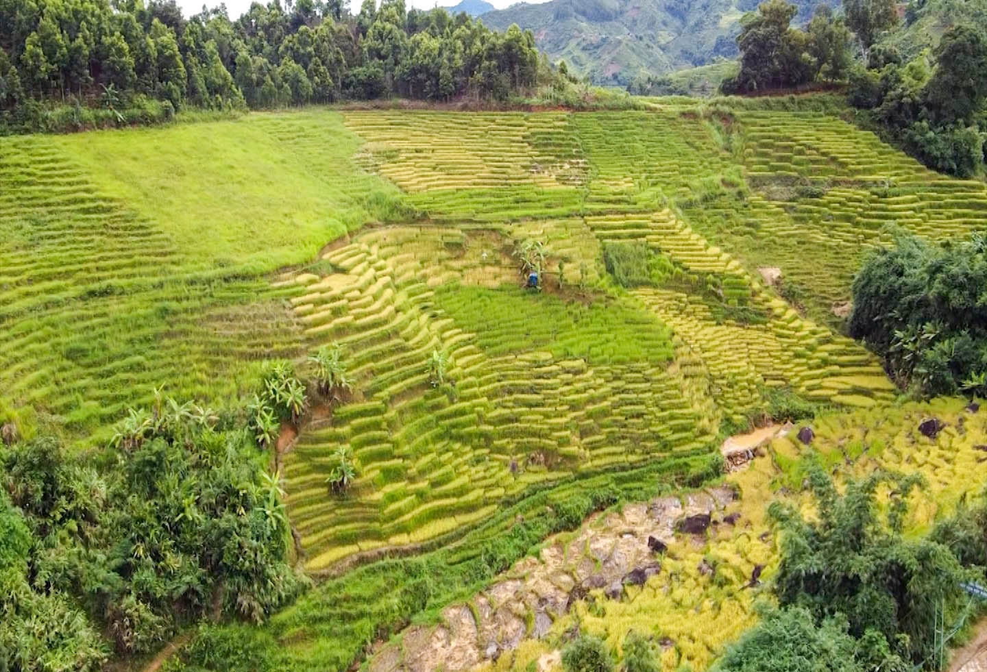 Một góc cánh đồng ruộng bậc thang ở Ngọc Linh
