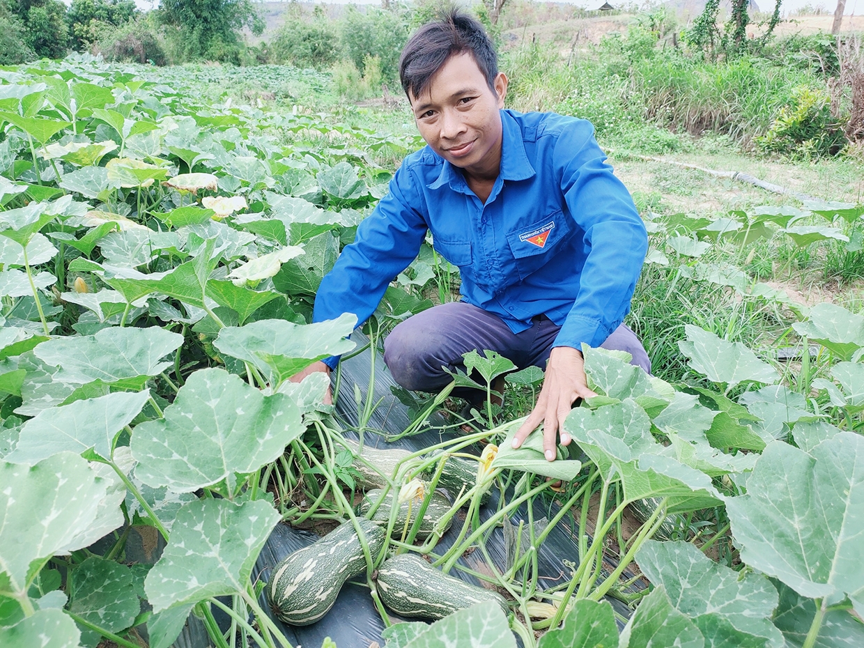 Anh Rmah Mich (làng Hek, xã Chư A Thai, huyện Phú Thiện) khởi nghiệp từ chuối tây và bí đỏ hồ lô. Ảnh: Phan Lài