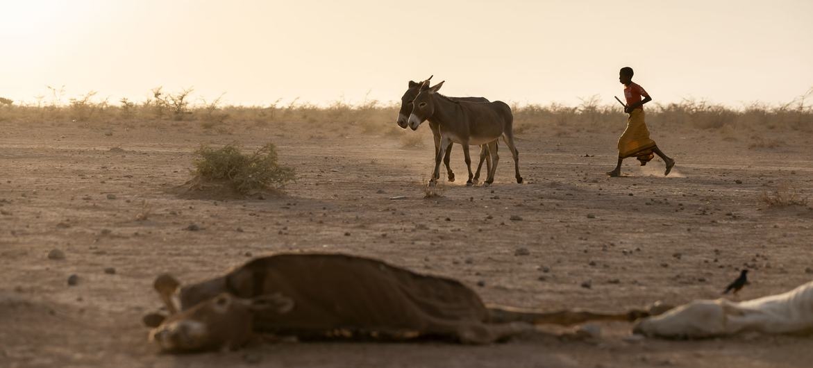 Gia súc chết hàng loạt tại Ethiopia vì thiếu nước uống. Ảnh: UN