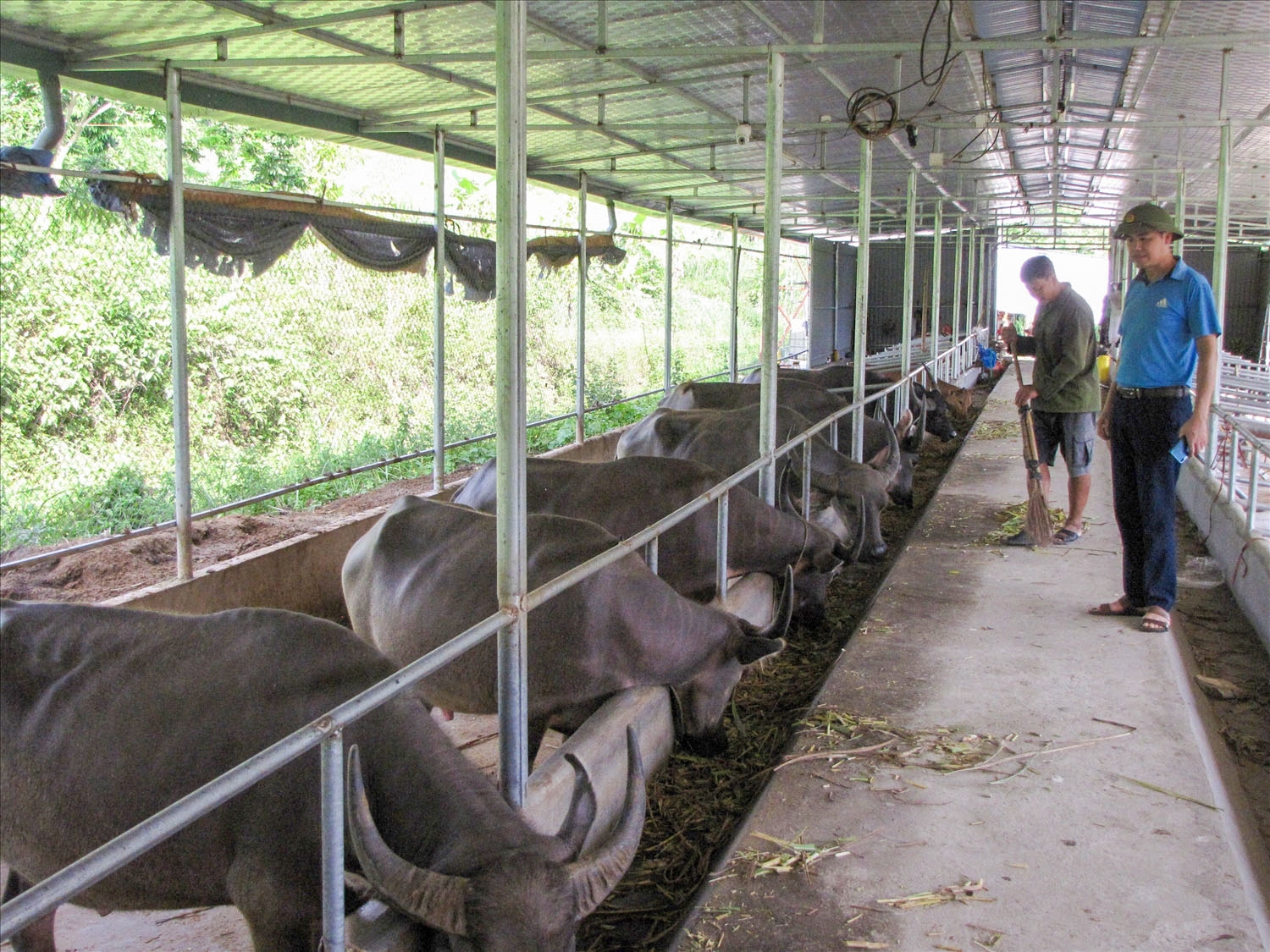 Mô hình chăn nuôi đại gia súc tập trung, hướng đi hiệu quả, mang lại thu nhập cao cho bà con huyện Nậm Nhùn