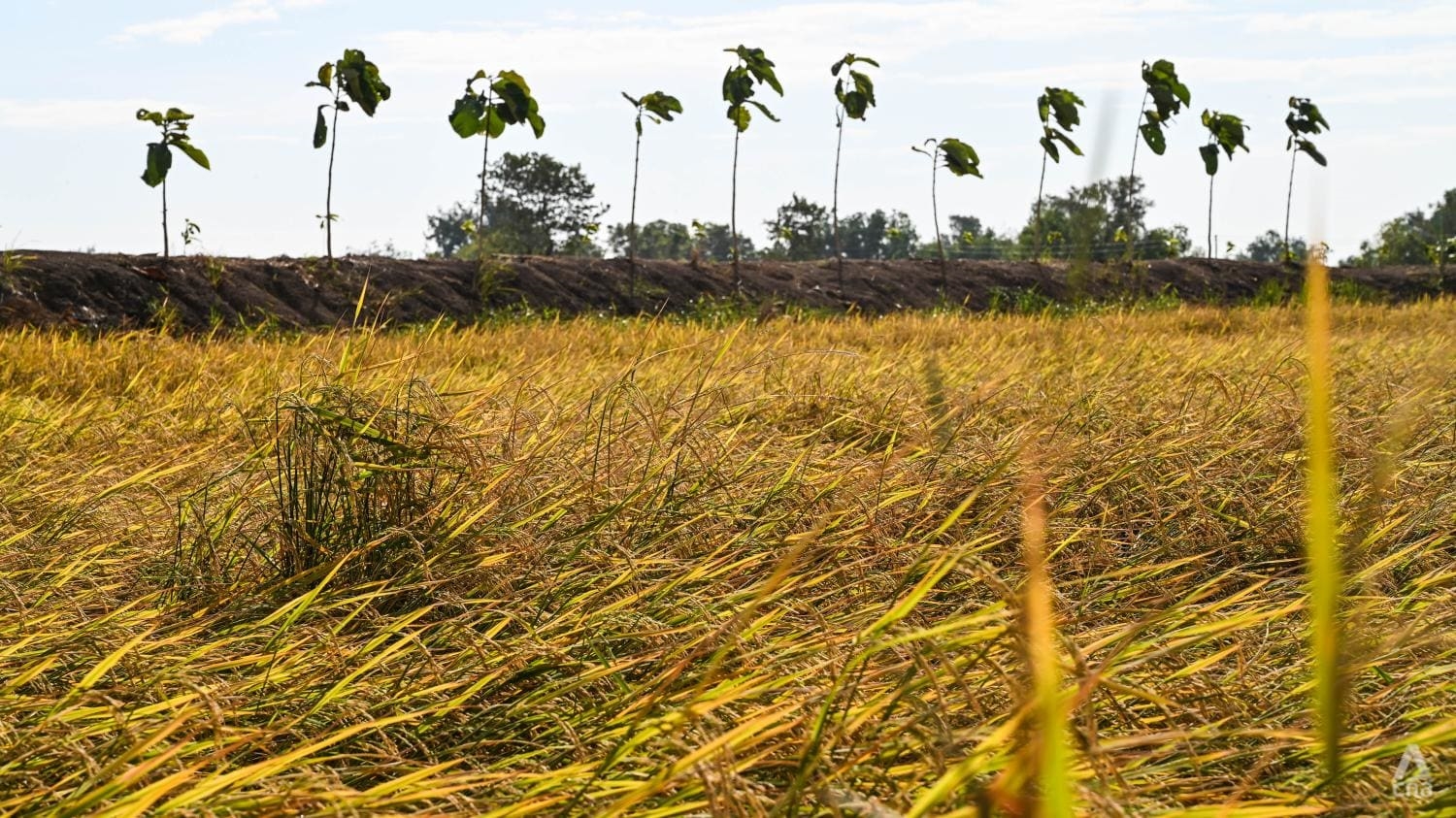 Hạn hán kéo dài đã làm sụt giảm sản lượng lúa thu hoạch của Thái Lan những năm gần đây
