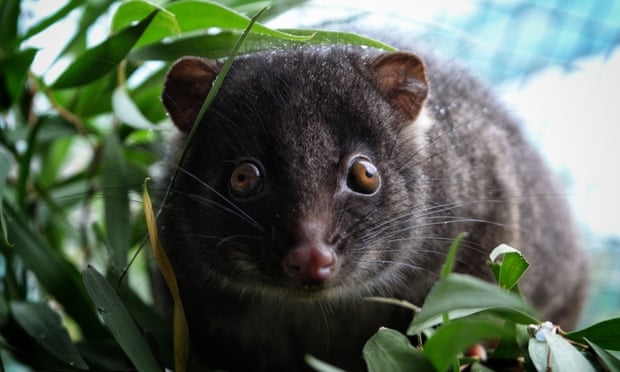 Quần thể sinh vật gây hại ở New Zealand bao gồm thú có túi, lò nướng và chuột. Ảnh: Terri Sharp