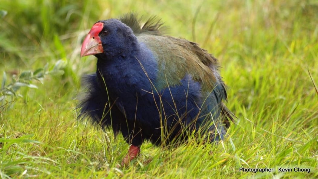 Các giống loài bản địa và đặc hữu ở New Zealand được bảo vệ nhờ công tác loại bỏ mối đe dọa từ các loài xâm lấn đảo được triển khai nhiều năm nay
