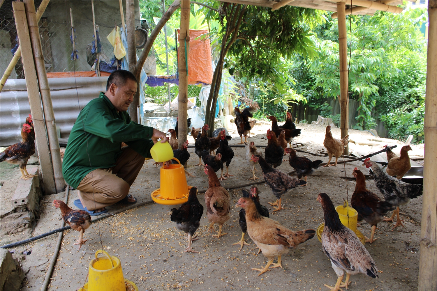 Mỗi năm ông Việt thu về trên 60 triệu đồng từ việc nuôi gà