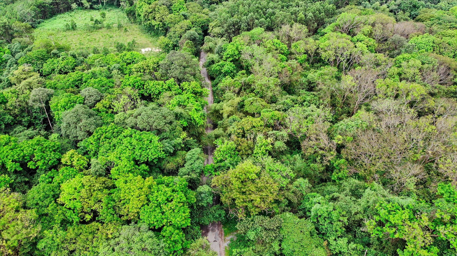Rừng lim ở xã Cẩm Tú với hơn 1.230 cây lim xanh có đường kính 60-150 cm tồn tại hàng trăm năm nay