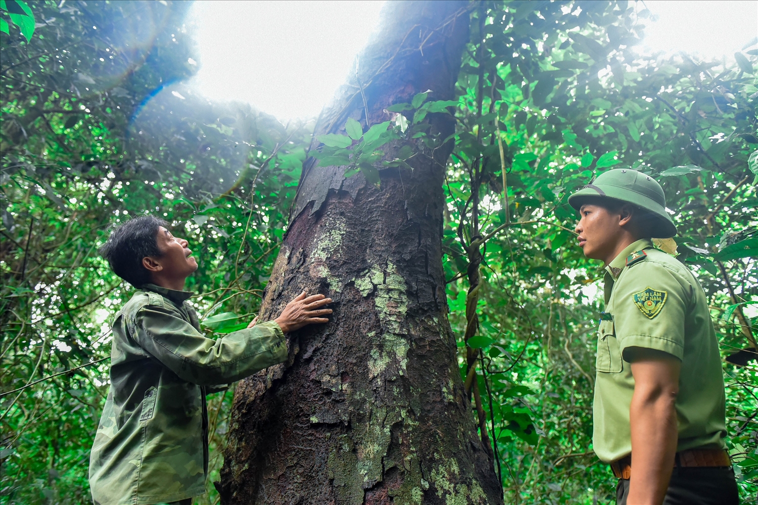 Nhiều cây thân lớn 2-3 người ôm không xuể, được coi là rừng lim cổ thụ lớn nhất Thanh Hóa