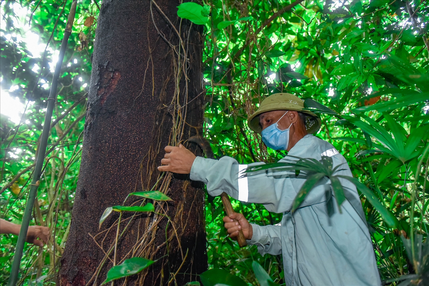 Gia đình ông Đỗ Xuân Lĩnh (65 tuổi, thôn Bắc Sơn) được giao 4 ha rừng lim xanh từ 30 năm nay