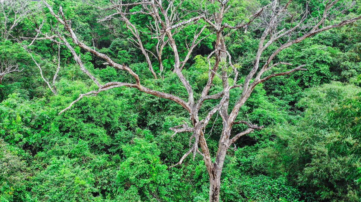 Hiện rừng lim ở xã Cẩm Tú có một số cây chết khô. Nhưng không cơ quan chức năng hay người dân nào được phép chặt hạ