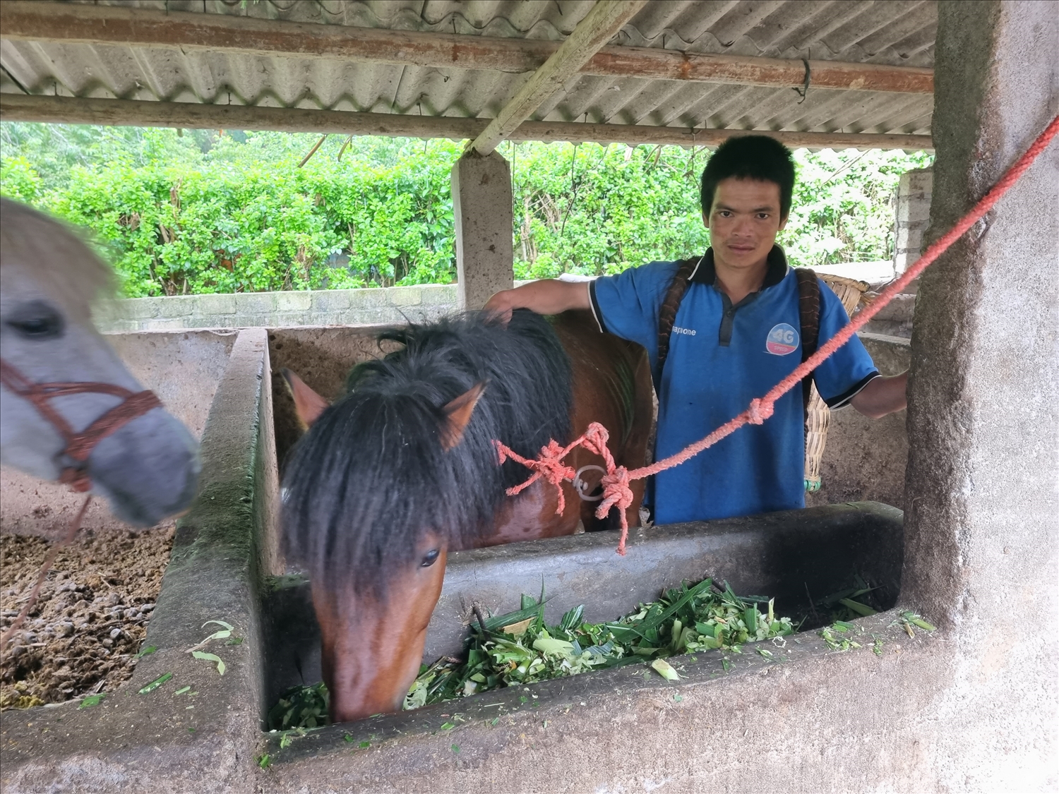 Anh Vàng Văn Huỳnh, xã Na Hối chăm sóc ngựa 