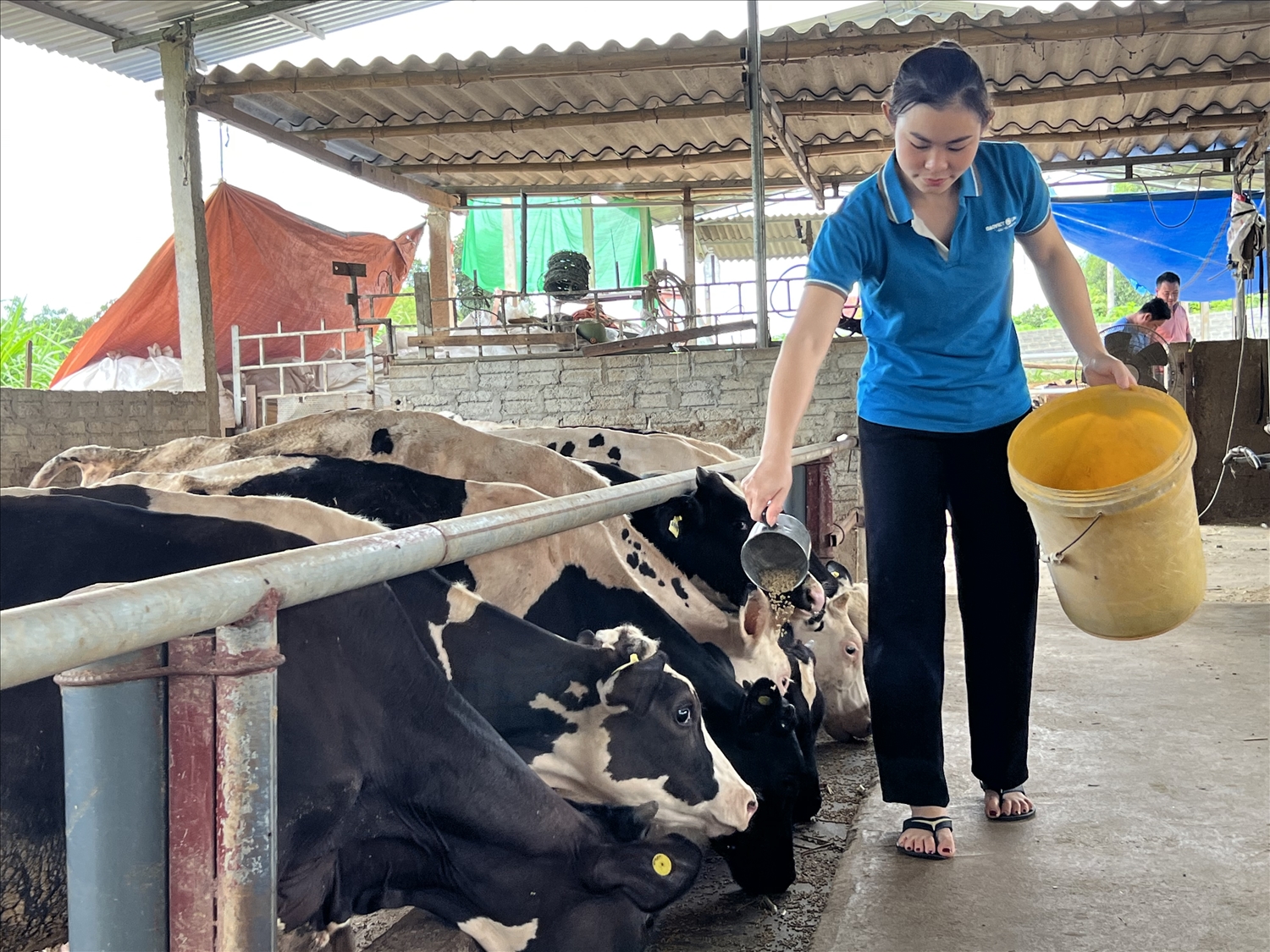 Gia trại chăn nuôi bò của “người trẻ” Lục Thị Giang