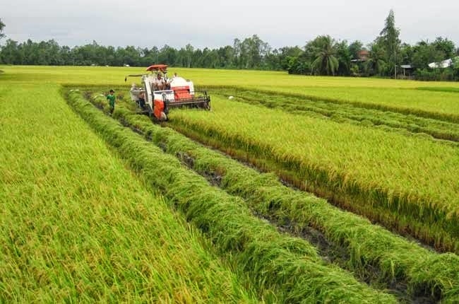 Thu hoạch lúa tại Việt Nam